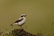 Wheatear